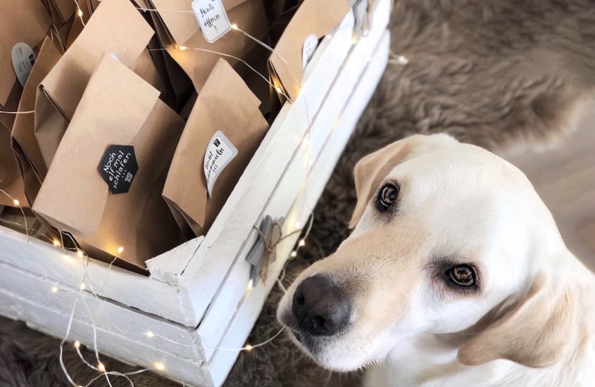 Adventskalender für Hunde