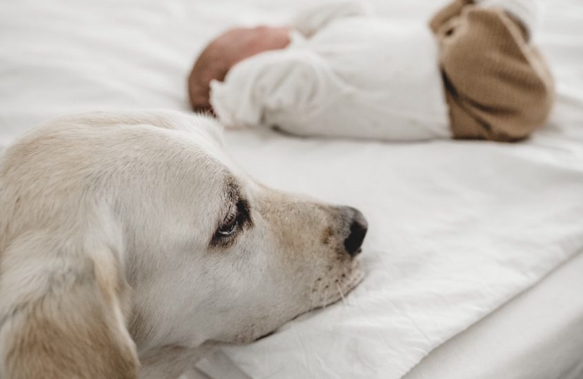 Hund & Baby | Wie läuft’s denn so?