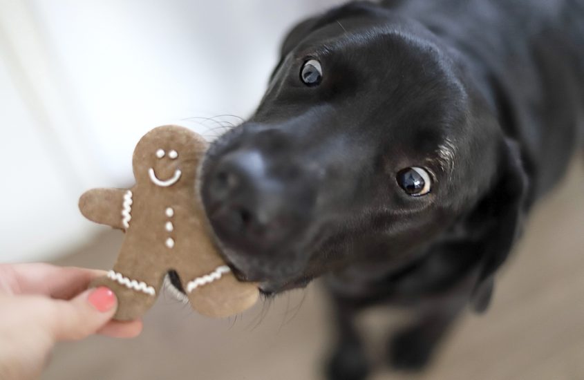 Leckere Lebkuchenmänner für Hunde