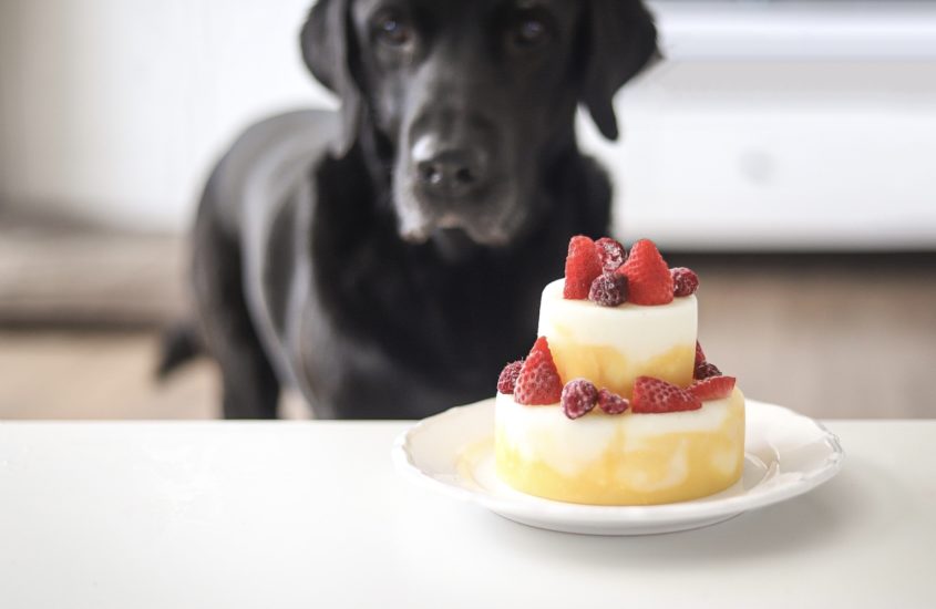 Sommerliche Nobake-Cake zum Hunde-Geburtstag